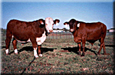 Image - cattle