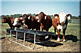 Image - cattle