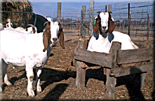 Image - goats